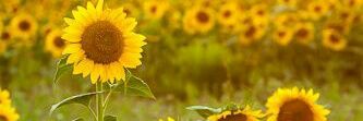 chchLR's profile banner image