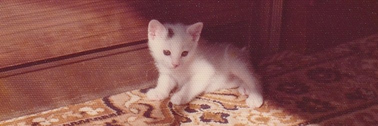 ルナの木靴 banner