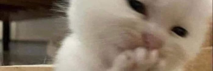 (•ө•)♡ banner