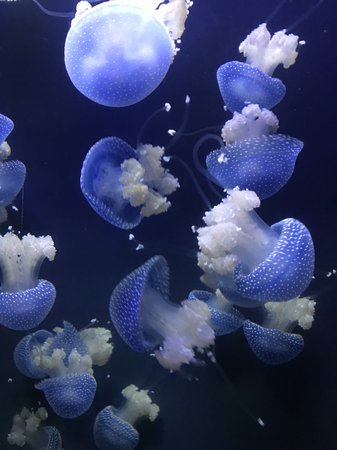 umitori…★✳︎ banner