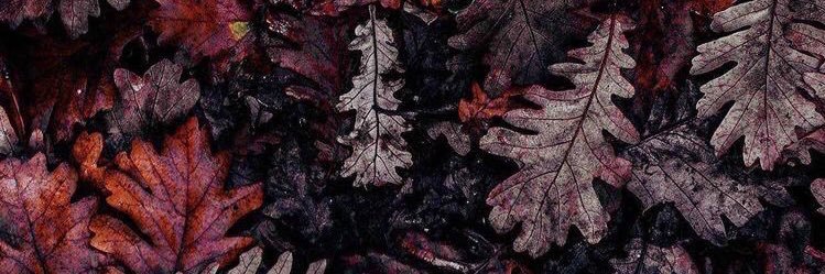 tizzy_dee's profile banner image