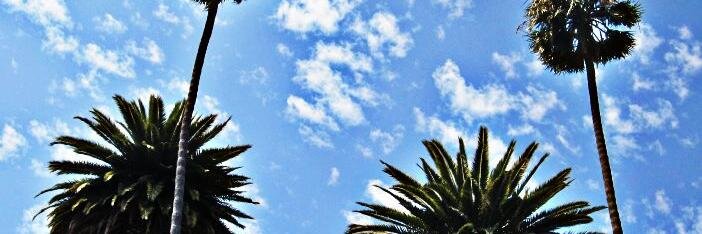 SweetPeaBeardie's profile banner image