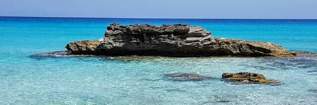 Albert Francés banner