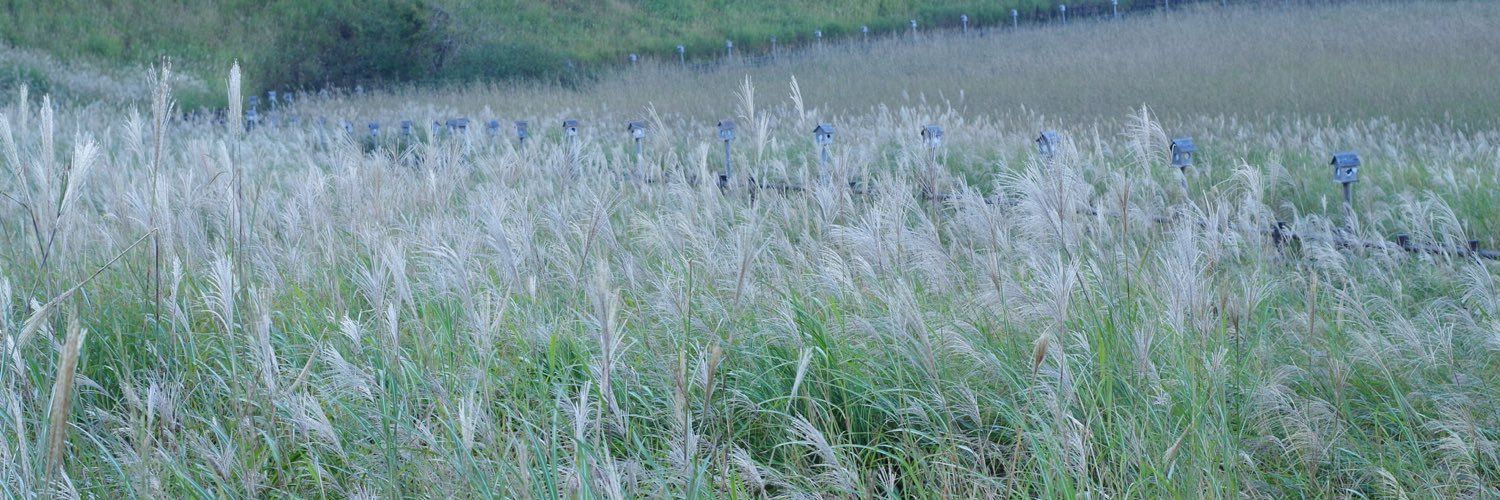 IT系カメラブロガーとりち@毎日投稿100記事達成 banner