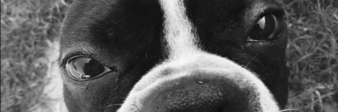 dromo27's profile banner image