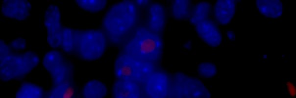 Payton De La Cruz banner