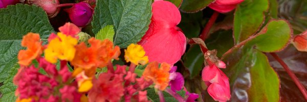 GinaPiscitello Profile Banner