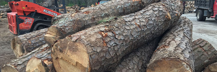 Fast Tree Service Dunwoody banner