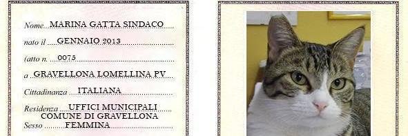 Pippicatsindaco's profile banner image
