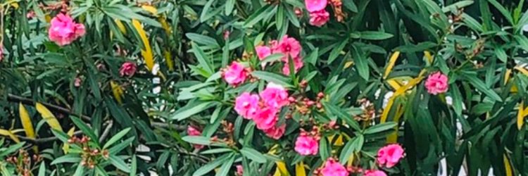 mamemamea's profile banner image