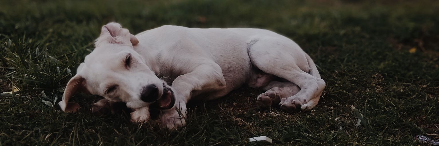Giuli 💝 👑 banner