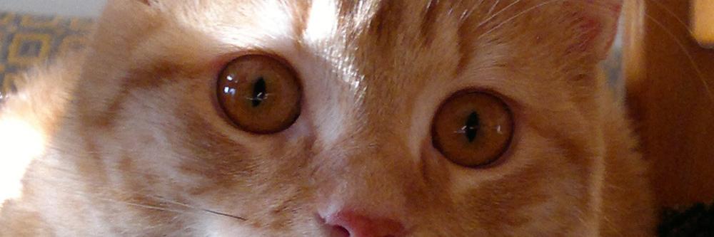 maloscu's profile banner image