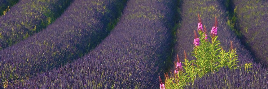 nutsgrains's profile banner image
