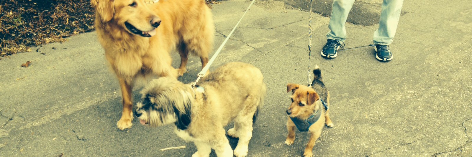 Diane Burley ☮️🌻🥥 banner