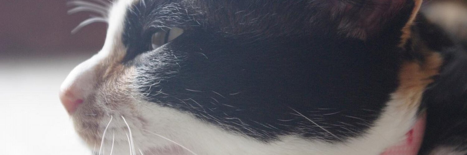 Kittxxxx's profile banner image