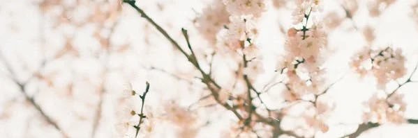 Sakura ┊ Skeb・FANBOX開始しました🌸's banner