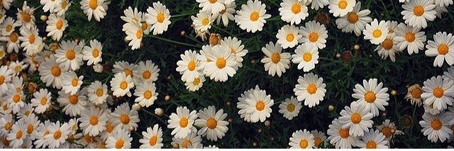 Pelangiaw's profile banner image