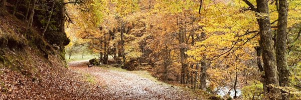 LL_pedraza Profile Banner