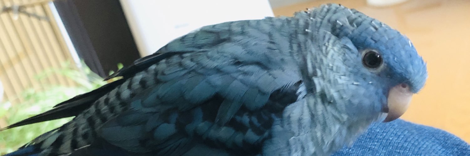 こんぱるさん-サザナミインコ banner