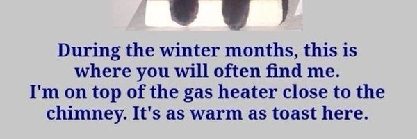 rabbitjelly Profile Banner