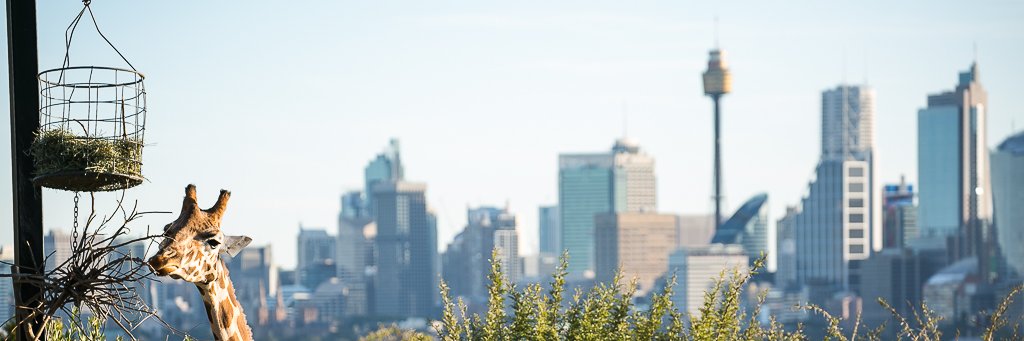 movetosydney's profile banner image