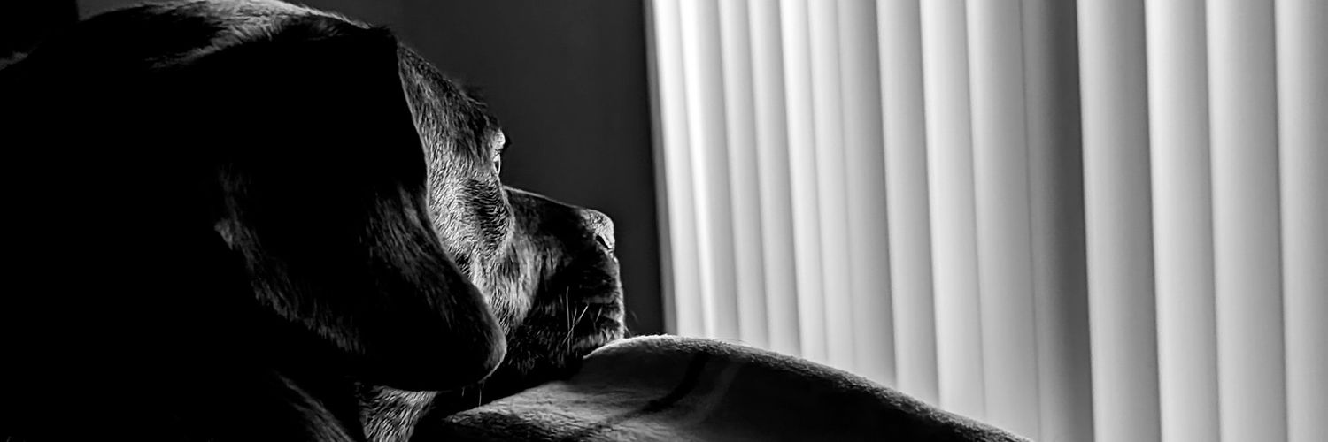 WheatThin_'s profile banner image