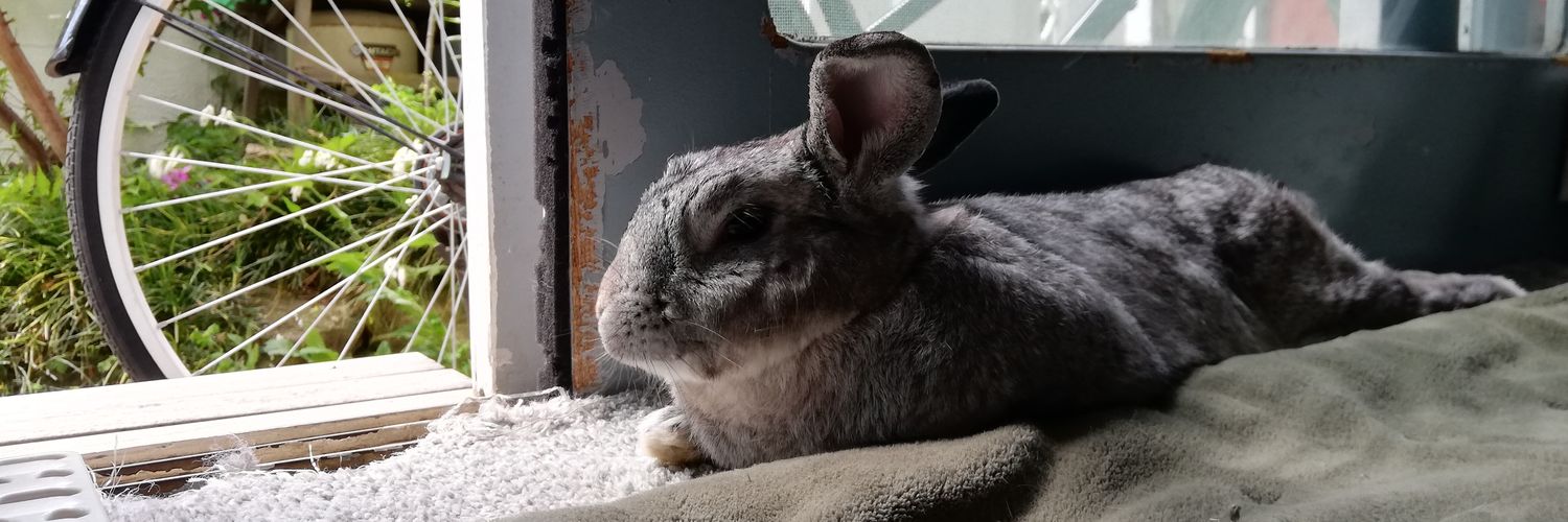 bunchanthebunny's profile banner image