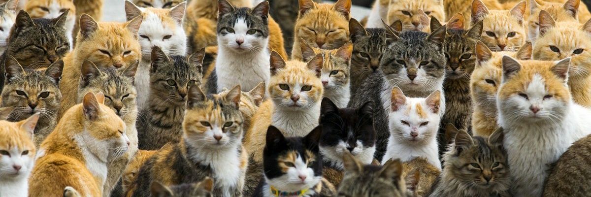 Vasyl Pupchenko 🇺🇦 (з мопсом на аватарці) banner