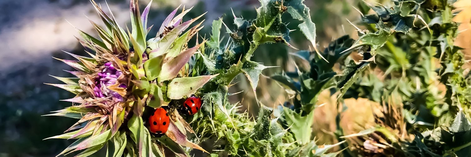 daisy, plant witch 🪴 banner