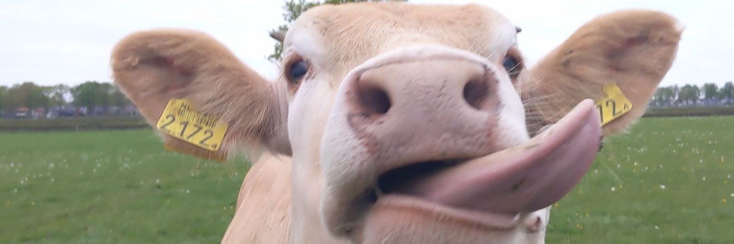 lngemarie ... banner