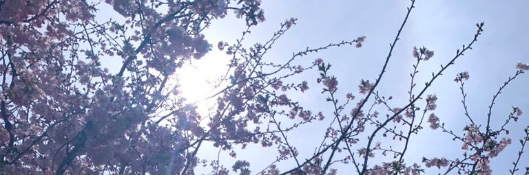 sasaaya's profile banner image