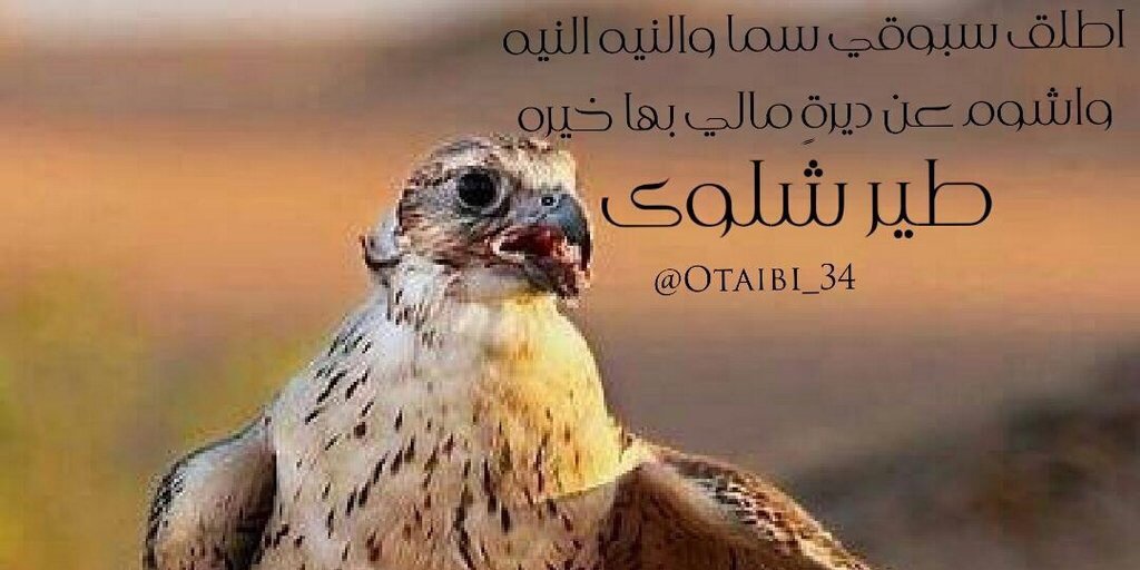 Otaibi_34's profile banner image