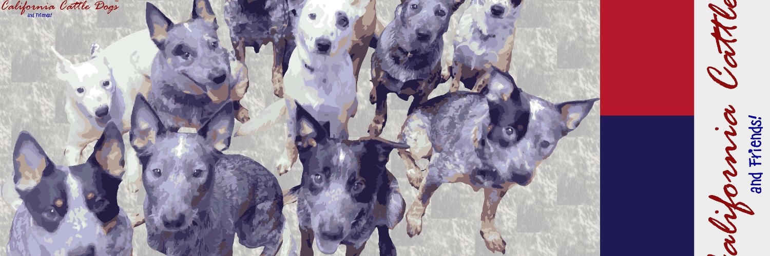 CaliCattleDogs's profile banner image