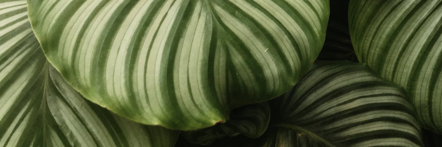 elepuh's profile banner image