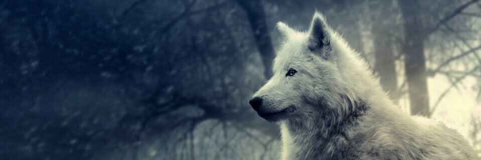 kily35's profile banner image