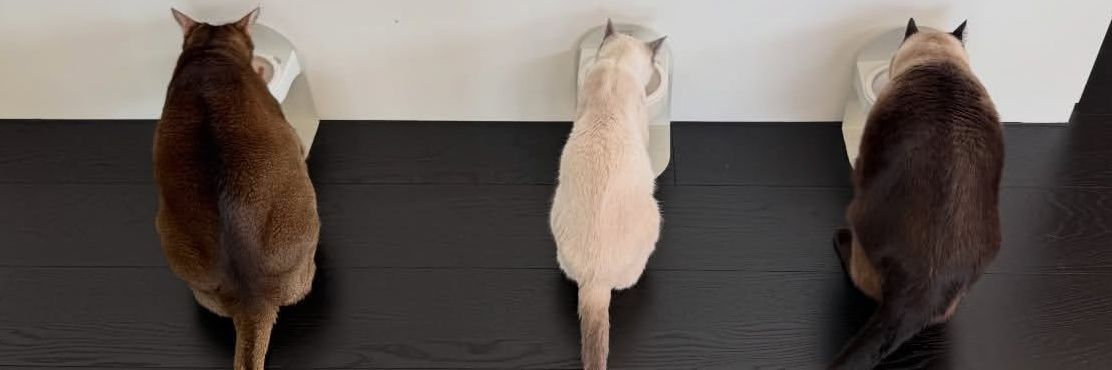 Ʀᴏsᴇᴀᴘᴘʟᴇ | ✿ㅅ✿ banner