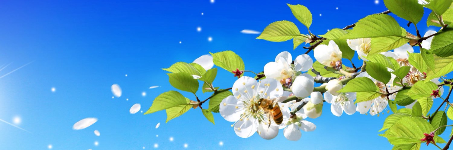 ꕤ かの* ꕤ 𓂃𓂂𓏸低低浮上 ❁ banner