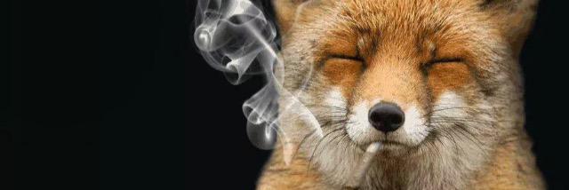 Dab_Meowt's profile banner image
