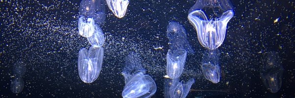 CodeCatatonic Profile Banner