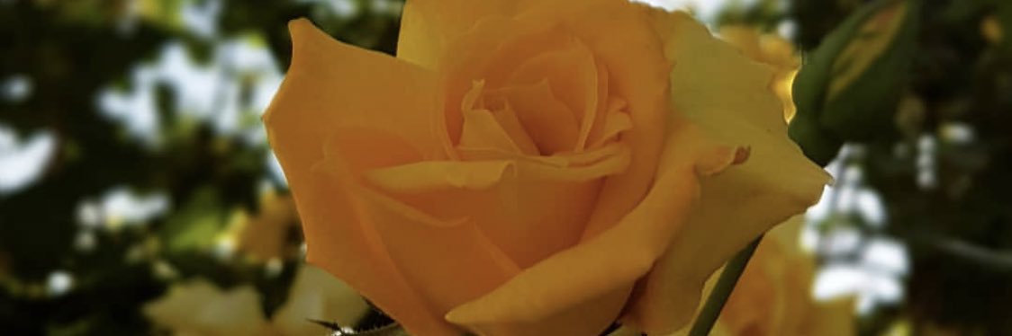 NabhaniHarith's profile banner image
