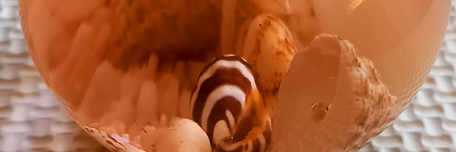 Naoki0K's profile banner image