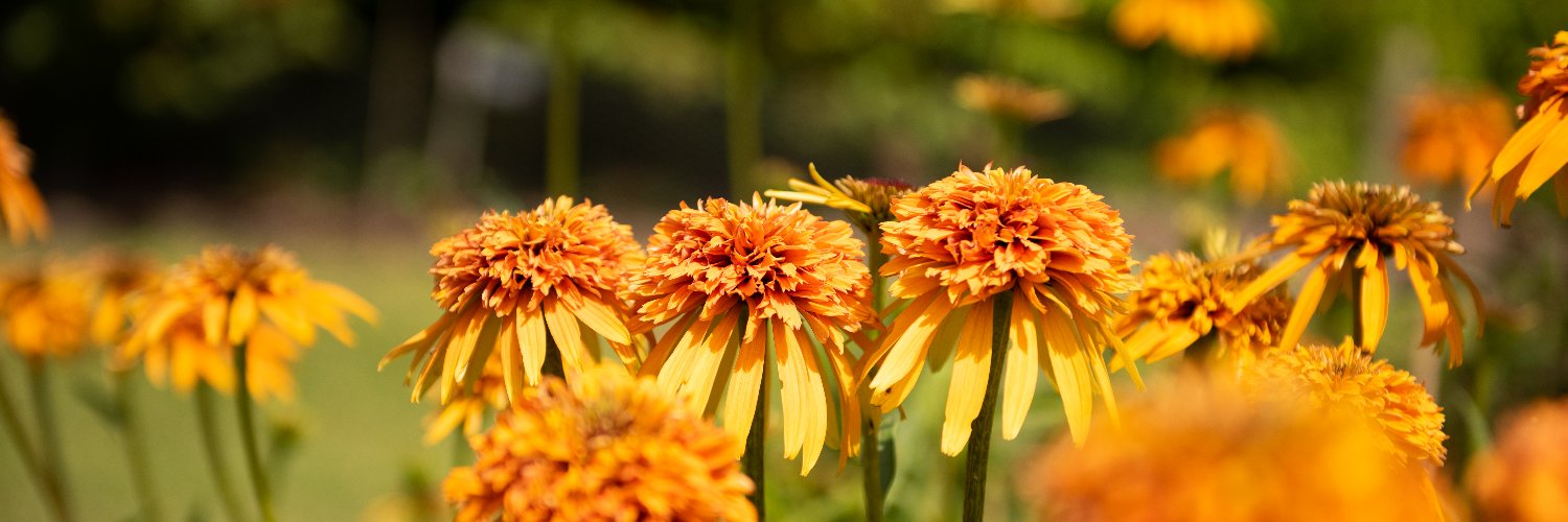 horticolor's profile banner image