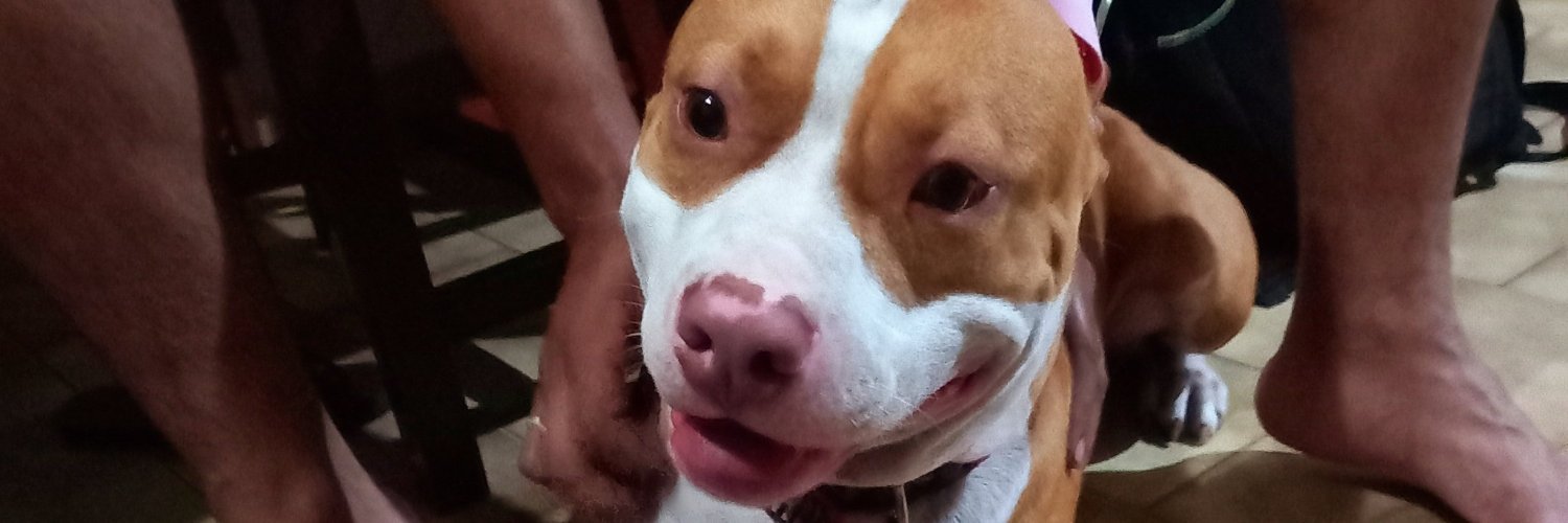 Bernando Fernardo banner