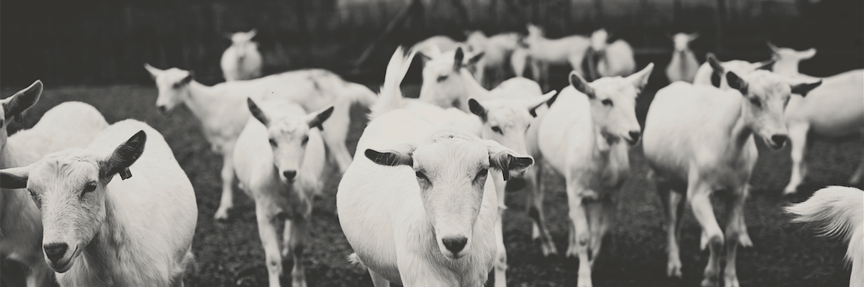 Fairview Wine&Cheese banner