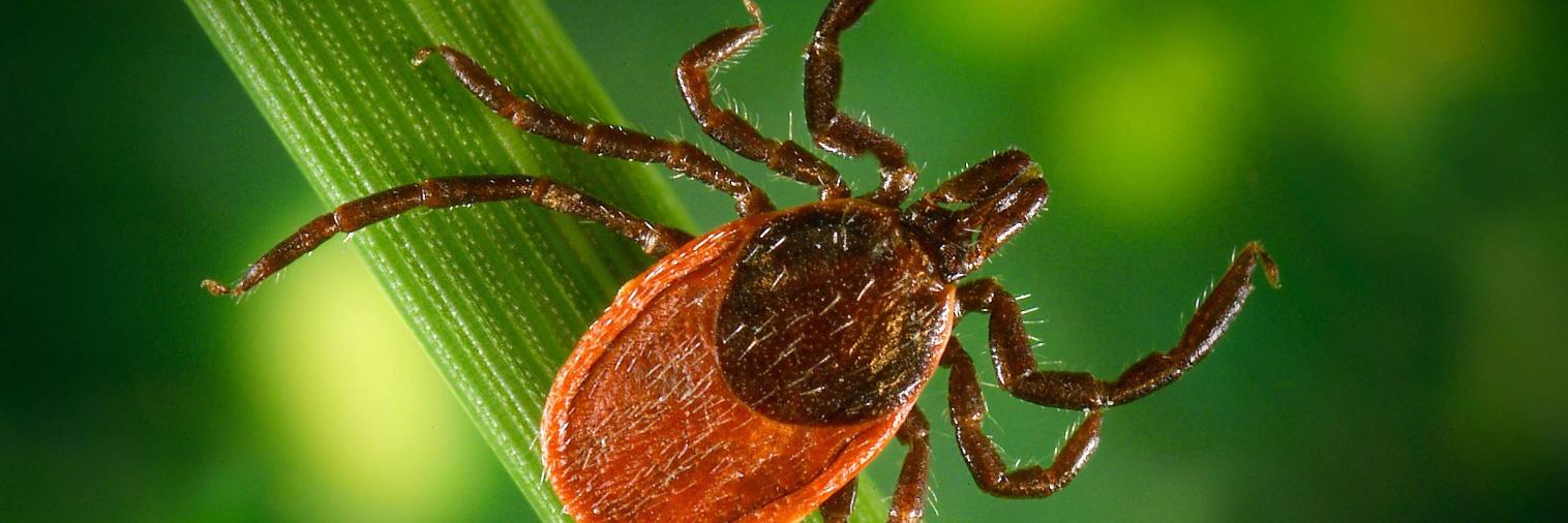 Tick Boot Camp banner