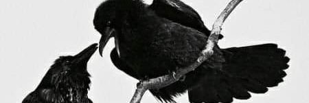 AviyaBasha's profile banner image