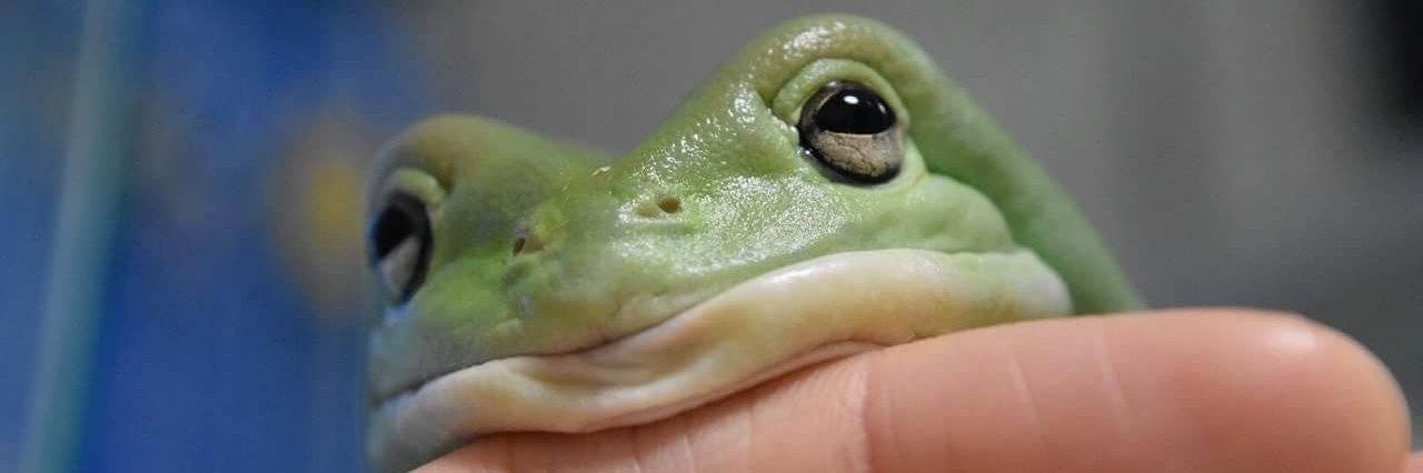 Possum_chic's profile banner image