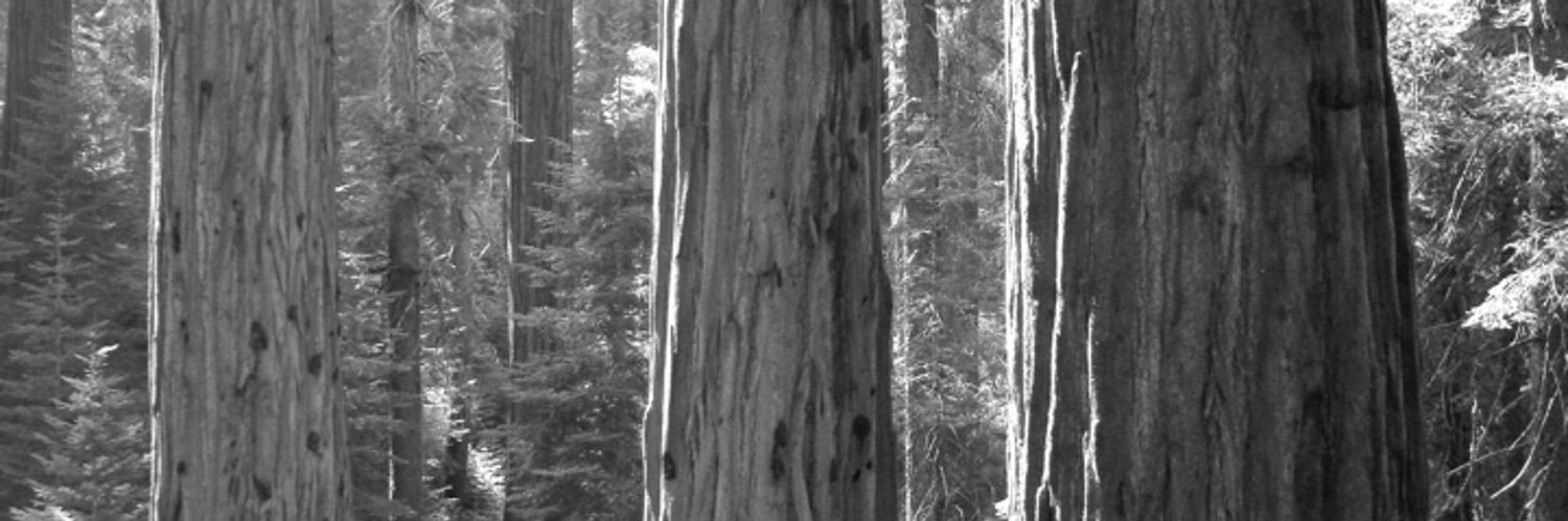 Bill Coughran banner