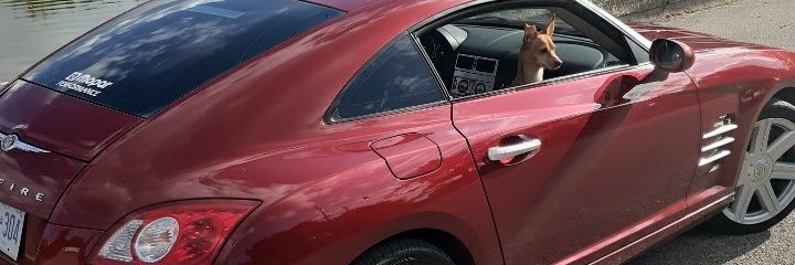 🇨🇦 The Redneck Intellect 🇺🇸 banner