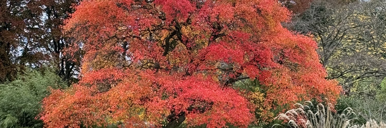Dagmar Scheel-Toelln banner